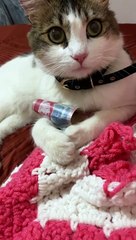 Cat Is A Money Hoarder
