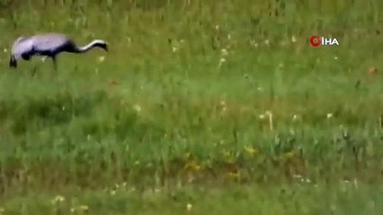 Koruma altındaki turna ve yavruları görüntülendi