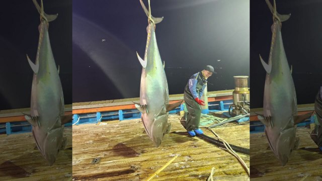 강릉 주문진 앞바다서 160kg 초대형 참다랑어 잡혀 / YTN