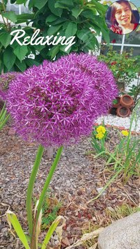 Relaxing Garden : Beautiful Flowers : Natures Lovers