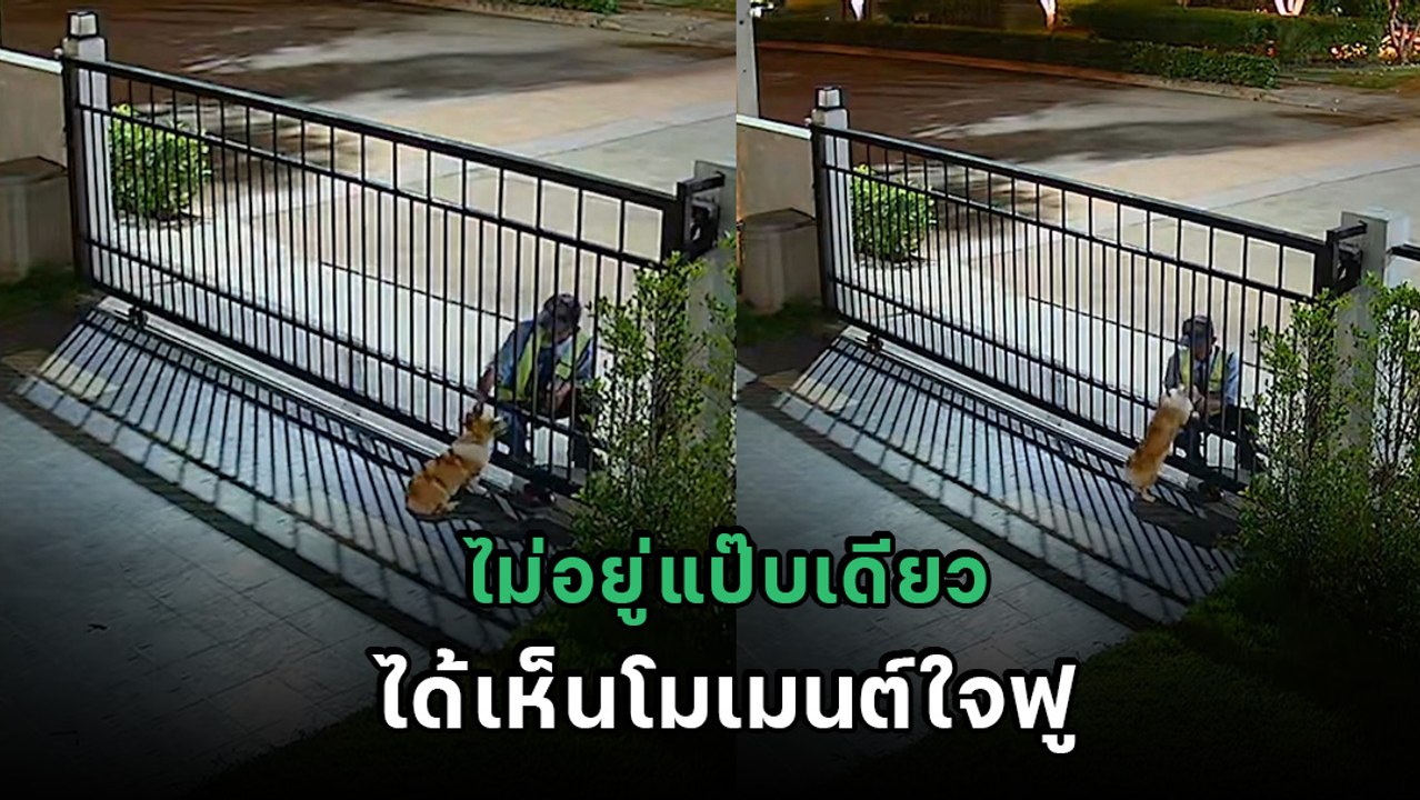 ไวรัล 4 ล้าน เจ้าของไม่อยู่บ้านแป๊บเดียว เปิดกล้องเจอฉากใจฟู เอ็นดูมากจริง ๆ