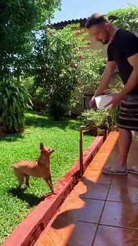 Martial Arts Pup Flips For Water