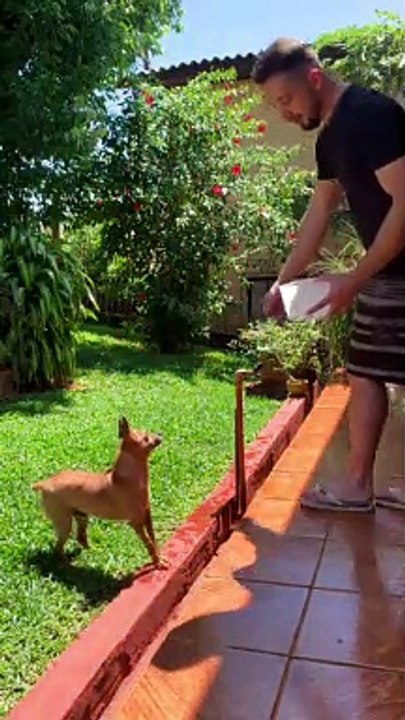 Martial Arts Pup Flips For Water