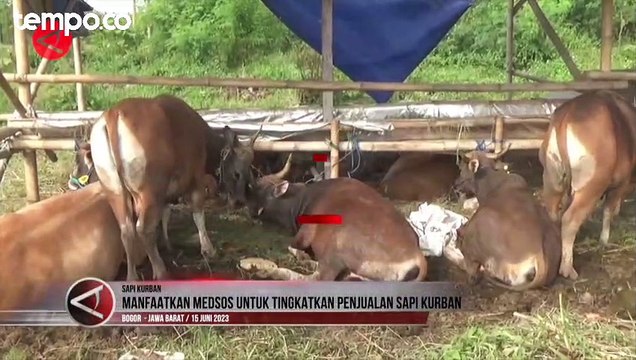 Jelang Idul Adha, Manfaatkan Medsos Tingkatkan Penjualan Hewan Kurban