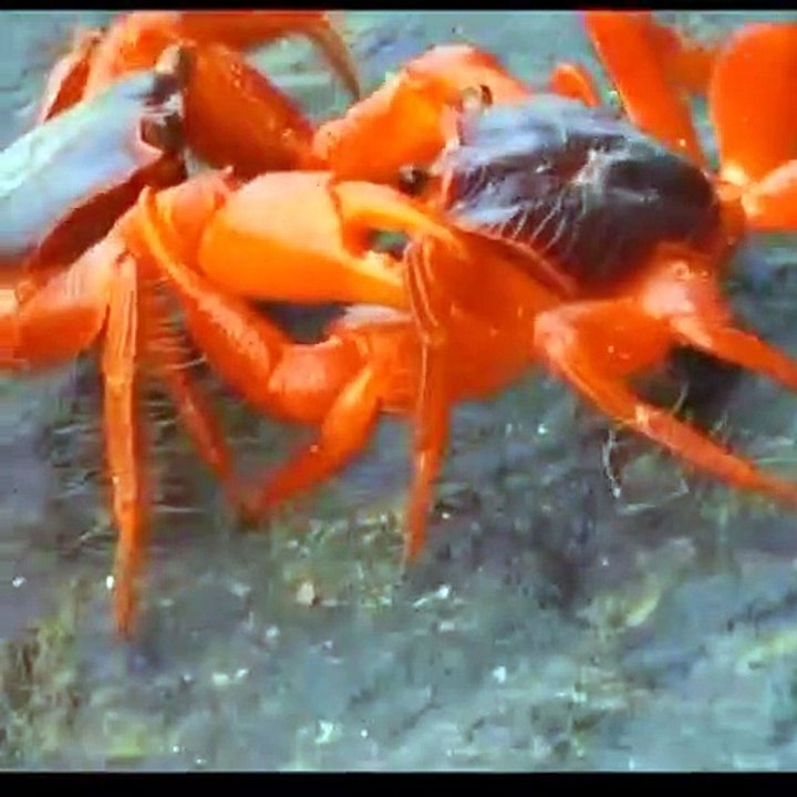 Very deep information video