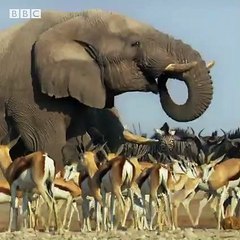 Sandgrouse Father of the Year
