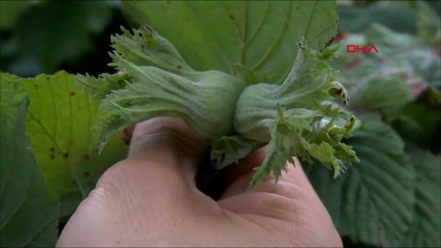İki aydır yağışların etkili olduğu Karadeniz’de fındıkta ‘külleme hastalığı’