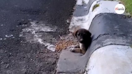 Un couple trouve un chien dans la rue  il fait son possible pour lui offrir une belle vie