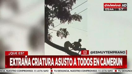 Extraña criatura aterrorizó a todos a plena luz del día: ¿de que se trata?