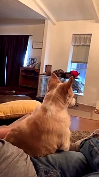 Mini Aussie Has No Chill