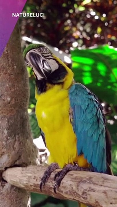 PARROTS