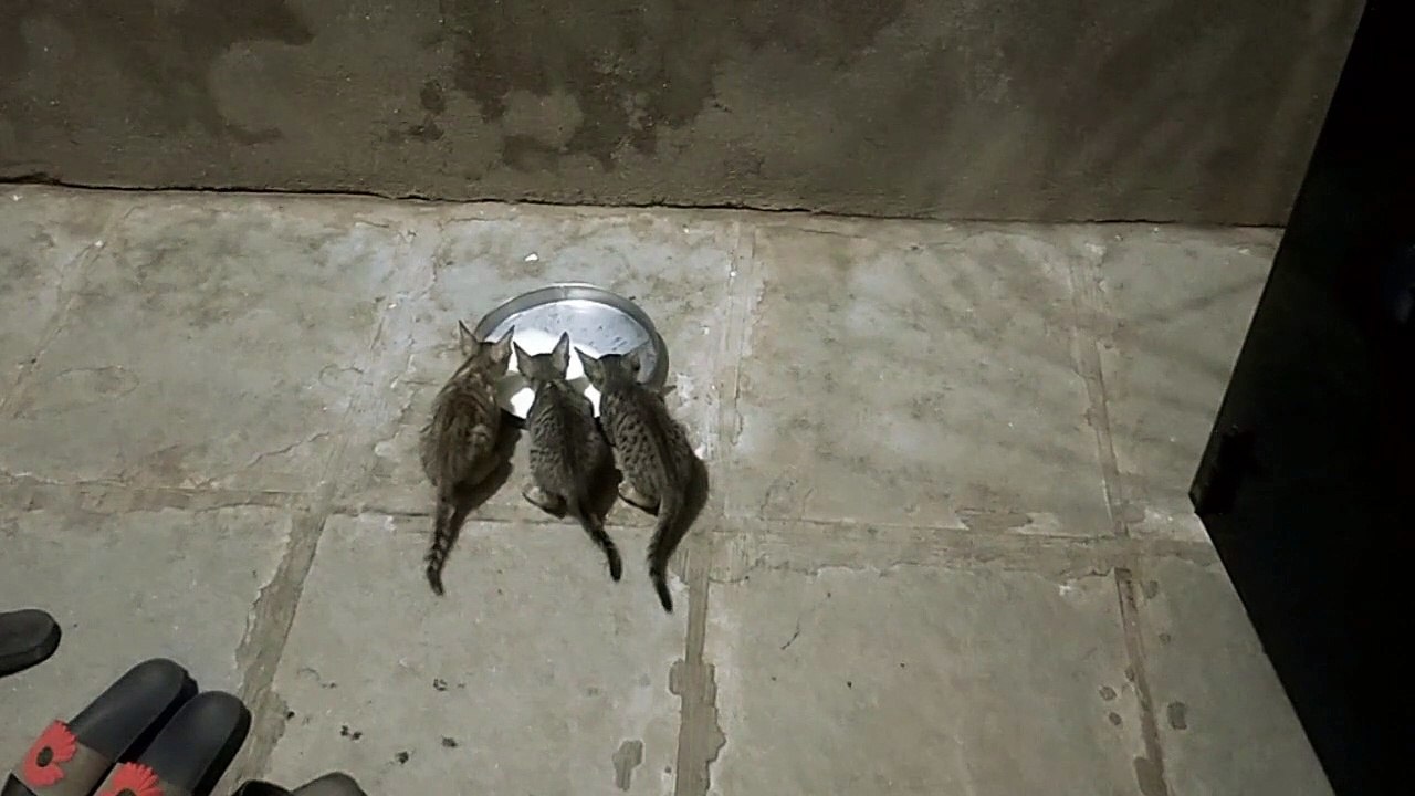 cats