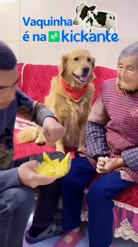Sosyal medyada bir köpeğin hayrete düşüren görüntüsü! Böylesini görmediniz...