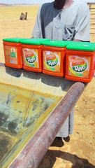 Camel enjoying summer drink