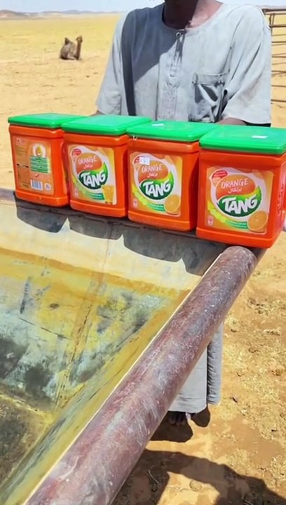 Camel enjoying summer drink