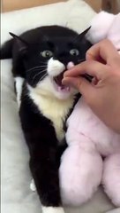 Nourrir un chat c'est très facile... ahhhhh