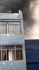 25 chiens sauvés d'un incendie au Perou