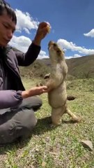 Cette marmotte curieuse est trop mignonne