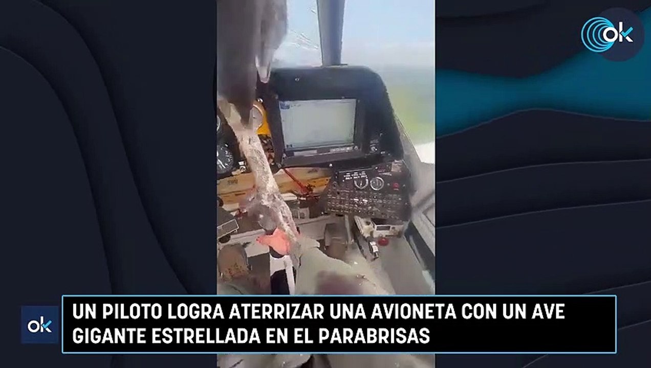 Un piloto logra aterrizar una avioneta con un ave gigante estrellada en el parabrisas