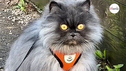 Son chat persan commet de nombreux crimes  elle décide de le dénoncer sur le web ! (vidéo)