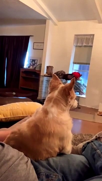 Mini Aussie Has No Chill