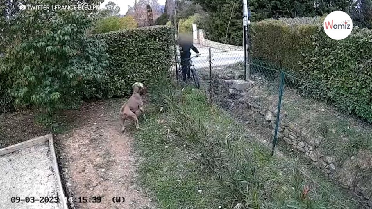 Ses chiens se font piéger avec des saucisses pleines de clous  grâce à une caméra, elle comprend tout (vidéo)