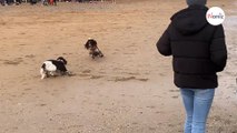 Des chiens se courent après sur la plage  ce qui se passe ensuite laisse leurs humains sous le choc