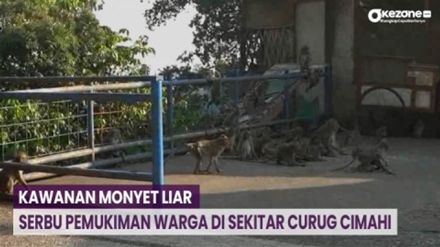 Kawanan Monyet Liar Serbu Pemukiman Warga di Sekitar Curug Cimahi