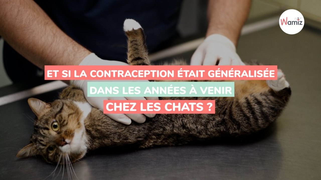 Contraception  une nouvelle découverte scientifique pourrait réduire la surpopulation féline