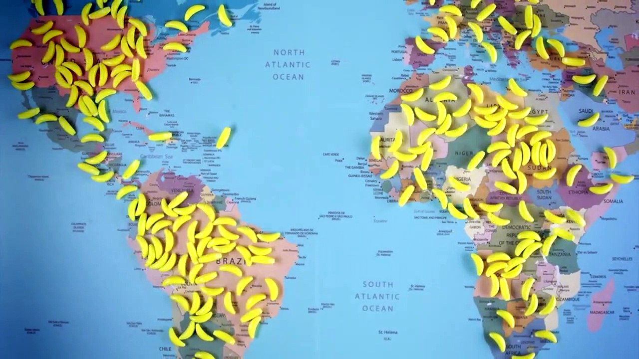Are Bananas Going Extinct