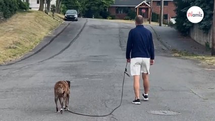 Au revoir Mellow  Toute une ville se réunit pour la dernière promenade d'un chien mourant (vidéo)