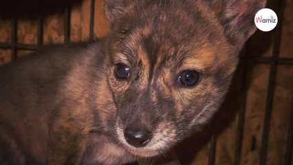 Un chien mystérieux est trouvé sous la pluie  le test ADN révèle une vérité très rare
