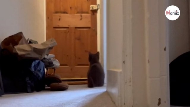 Elle décide de laisser seul son chaton la réaction de son animal fait fondre les internautes
