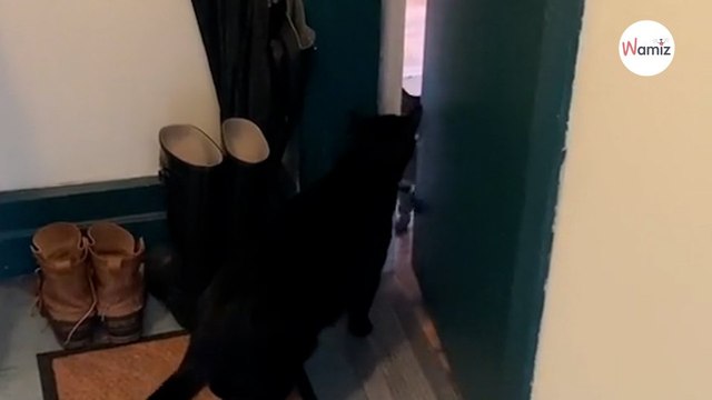 Un chat de 14 ans veut jouer avec son copain son petit rituel fait fondre 5 millions d’internautes (vidéo)