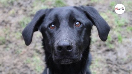 Il est grand, il est beau... mais il attend une famille depuis 4 ans ! Serait-il victime du syndrome des chiens noirs 