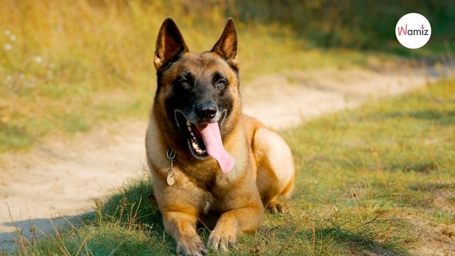 Enfants retrouvés en Colombie inquiétude après la disparition d’un chien renifleur