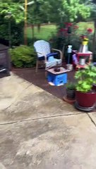 Chocolate Lab Gently Carries Turkey Chick