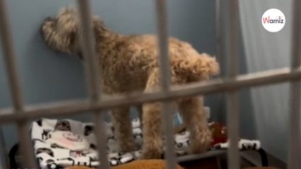 Abandonné à l’âge de 12 ans, ce chien a une réaction qui prend aux tripes (VIDEO)