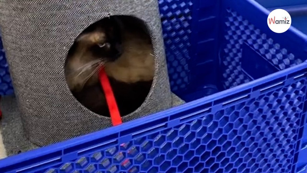 Elle se promène avec son chat dans une animalerie la visite prend une tournure inattendue