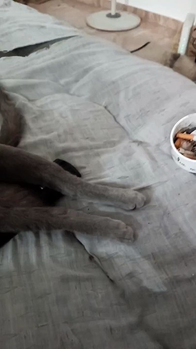 Cat Sleeps Soundly on Its Back