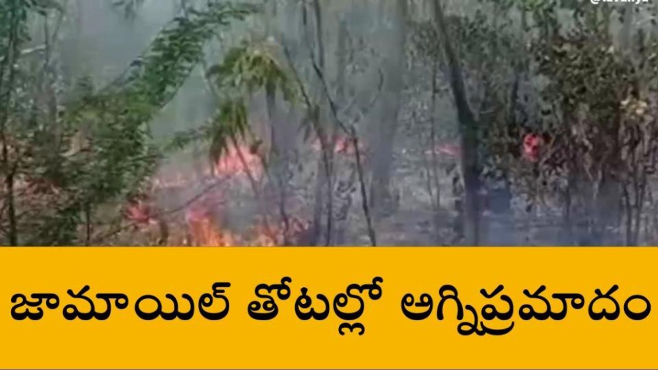 నూజివీడు: తోటల్లో చెలరేగిన మంటలు... ఆందోళనలో స్థానికులు