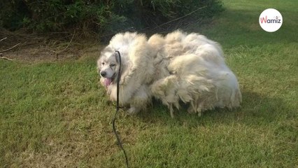 Ce chien négligé pendant des années est totalement méconnaissable avec 16 kilos de poils en moins