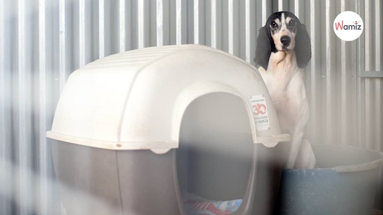 Après avoir vécu enfermé dans le noir pendant 10 ans dans ses excréments, ce chien peut-il enfin trouver le bonheur