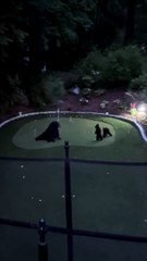 Bears Family Visit Putting Green