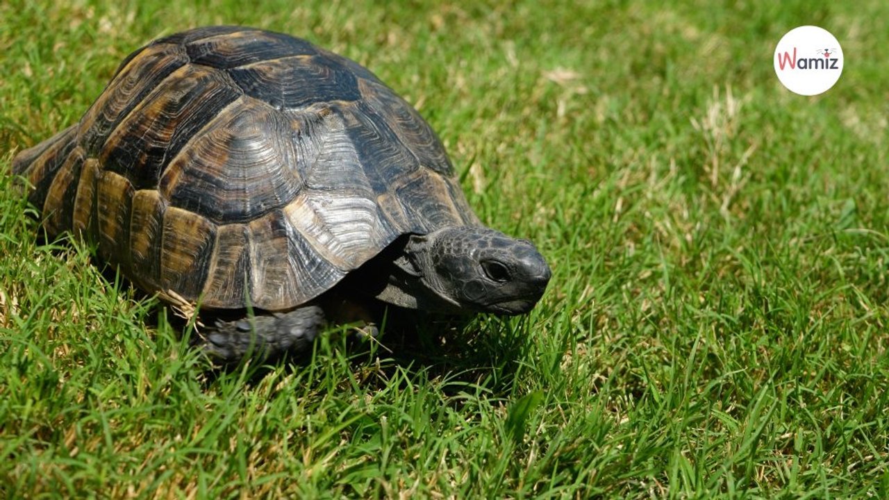 Leurs tortues sortent d'hibernation  ils poussent un cri de stupeur en voyant ce qu'elles ramènent de leur terrier