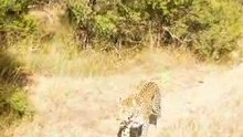Kruger Experience