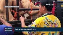 Petugas Dinas Peternakan Pekalongan Periksa Sapi Kurban di Pasar Kajen