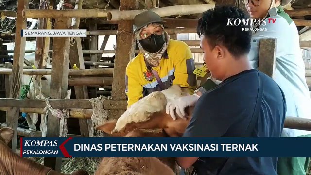 Vaksinasi Hewan Ternak di Kampung Pandansari oleh Dinas Peternakan Kota Semarang