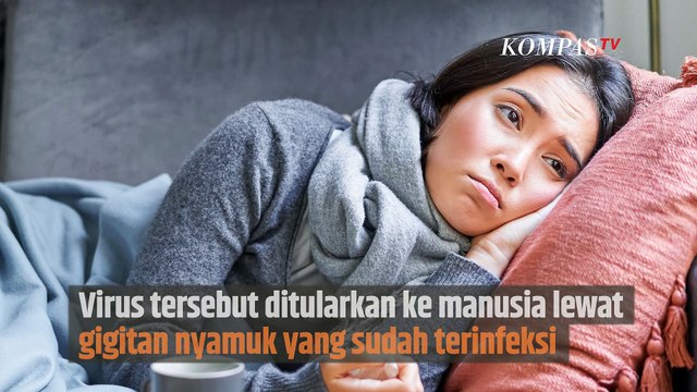 Sudah Tahu Virus Selain DBD yang Bisa Ditularkan oleh Nyamuk ke Tubuh Kita?| SINAU