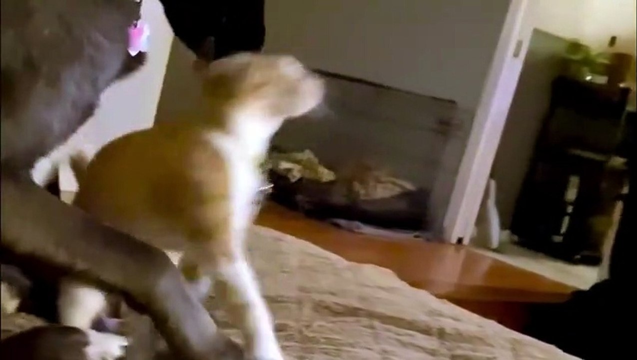 Rescued kitten is completely in love with her new shepherd friend